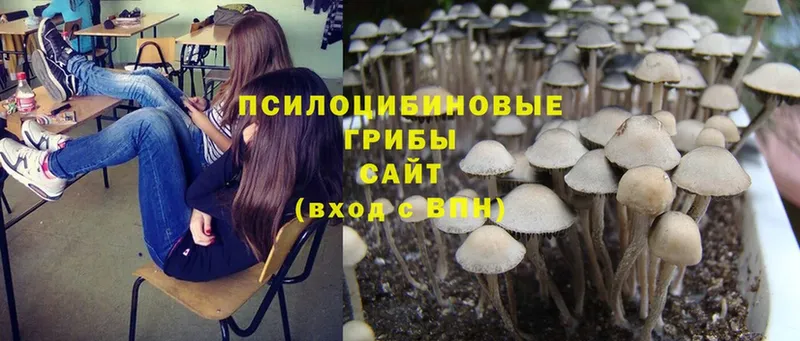 Галлюциногенные грибы Cubensis  купить закладку  OMG маркетплейс  Лахденпохья 